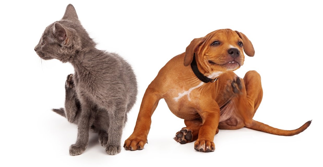 Parasites in Dogs and Cats