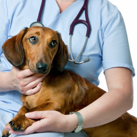 Signs your Dog has a Parasite