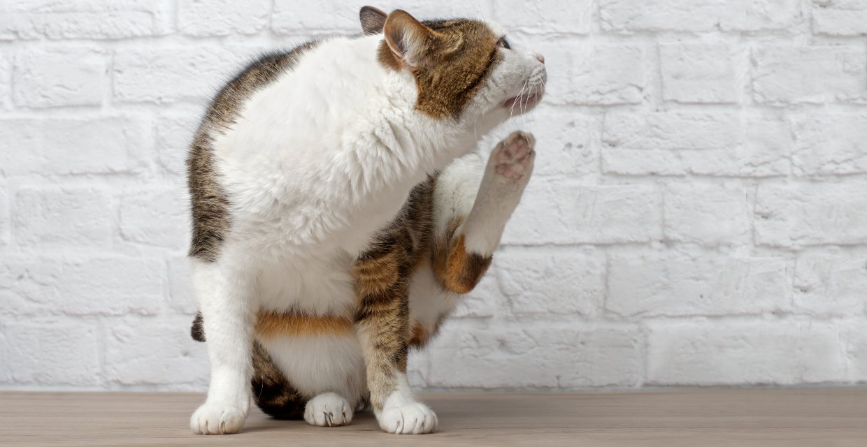 Signs your Cat has a Parasite