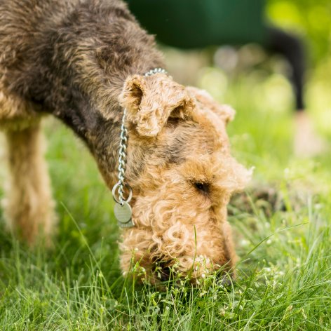 Grooming your Dog (1)