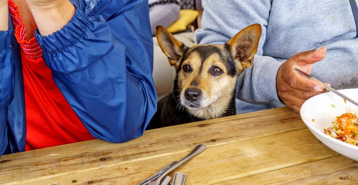 Is it safe to feed my dog table scraps?