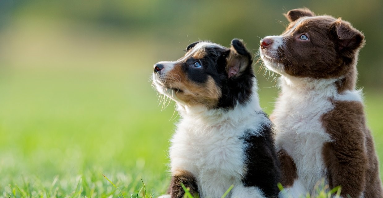 Puppy Health Checklist - 12 Weeks