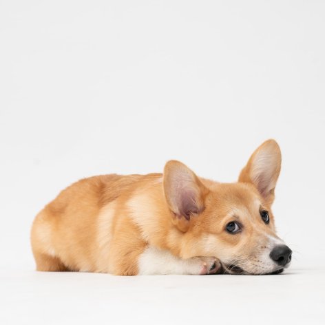 Why do Dogs Lick their Paws