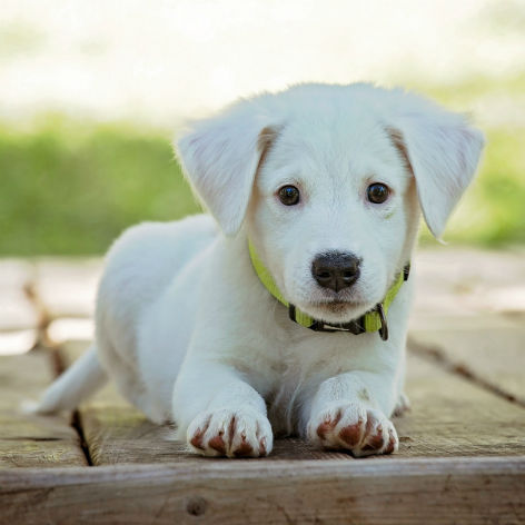 Puppy Health Checklist - 12 Months