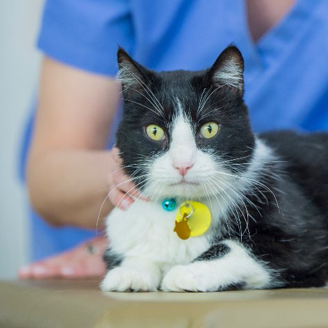 How to Look after a new Kitten