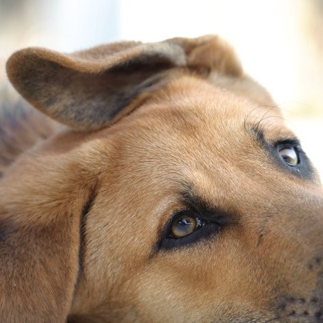 Ear Canker in Dogs