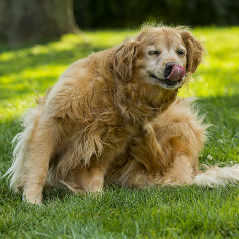 Signs your Dog has a Parasite