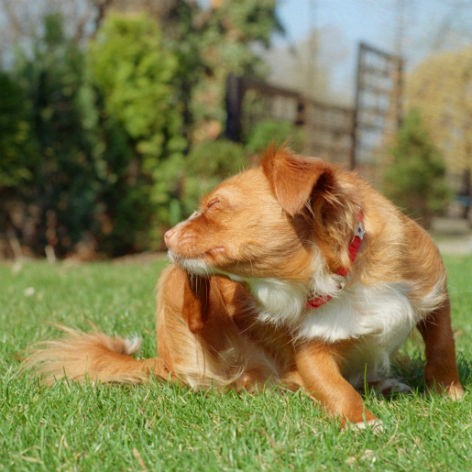 Bad Dog Breath and How to Fix It