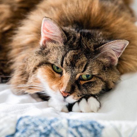 Thyroid Problems in Cats
