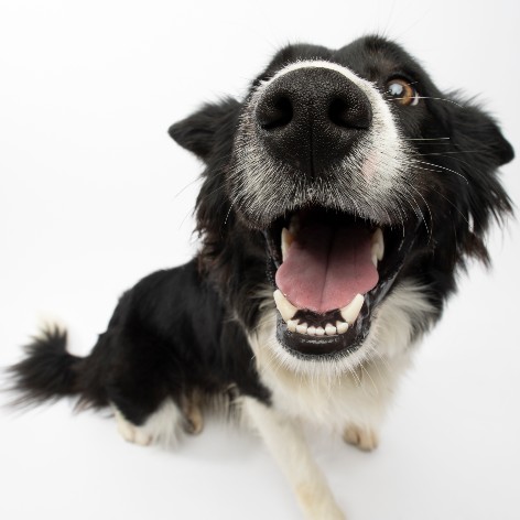 Is it safe to feed my dog table scraps?