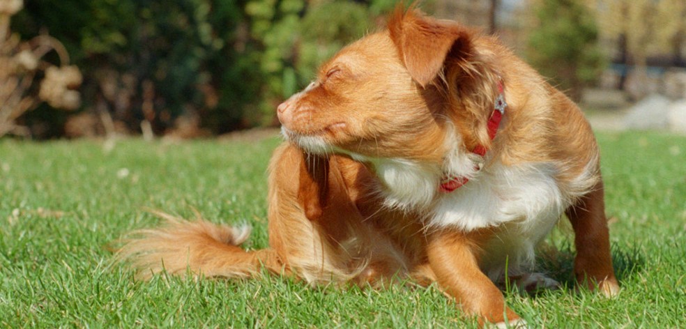 Signs your Dog has a Parasite
