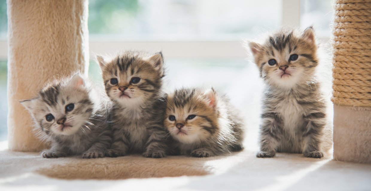 Kitten Vaccine Schedule