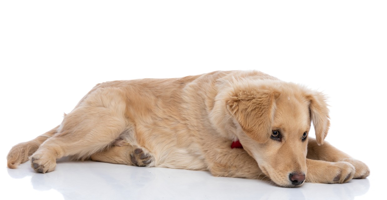 Puppy Health Checklist - 12 Months