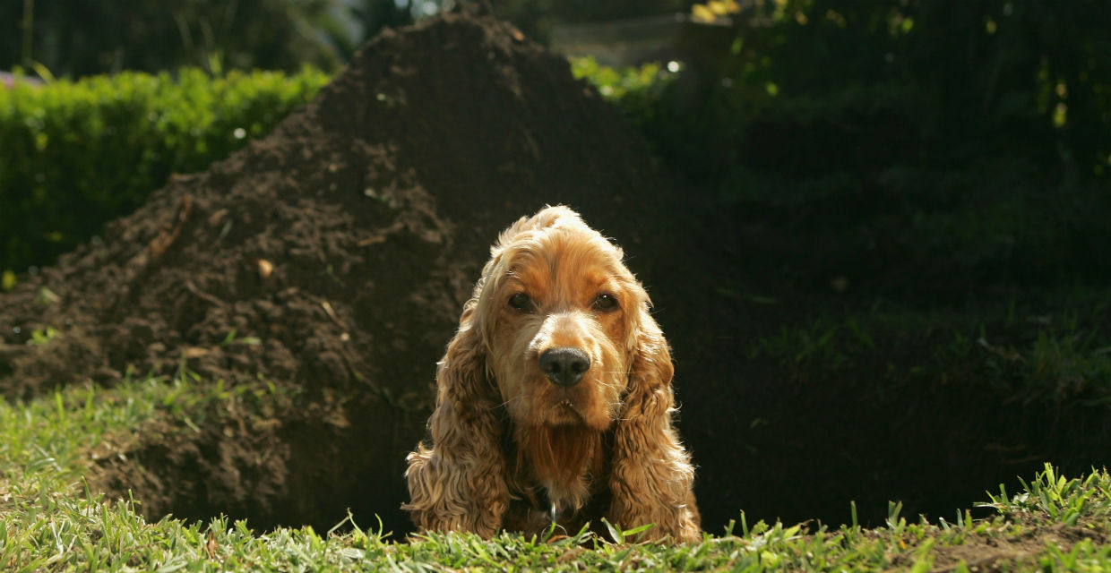 Dog Behavioural Problems