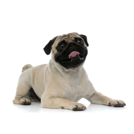 Pet Insurance for my Dogs