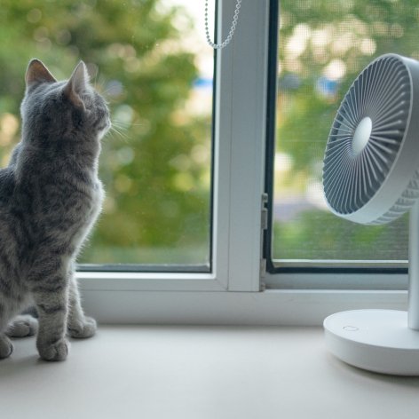 Heatstroke in Cats