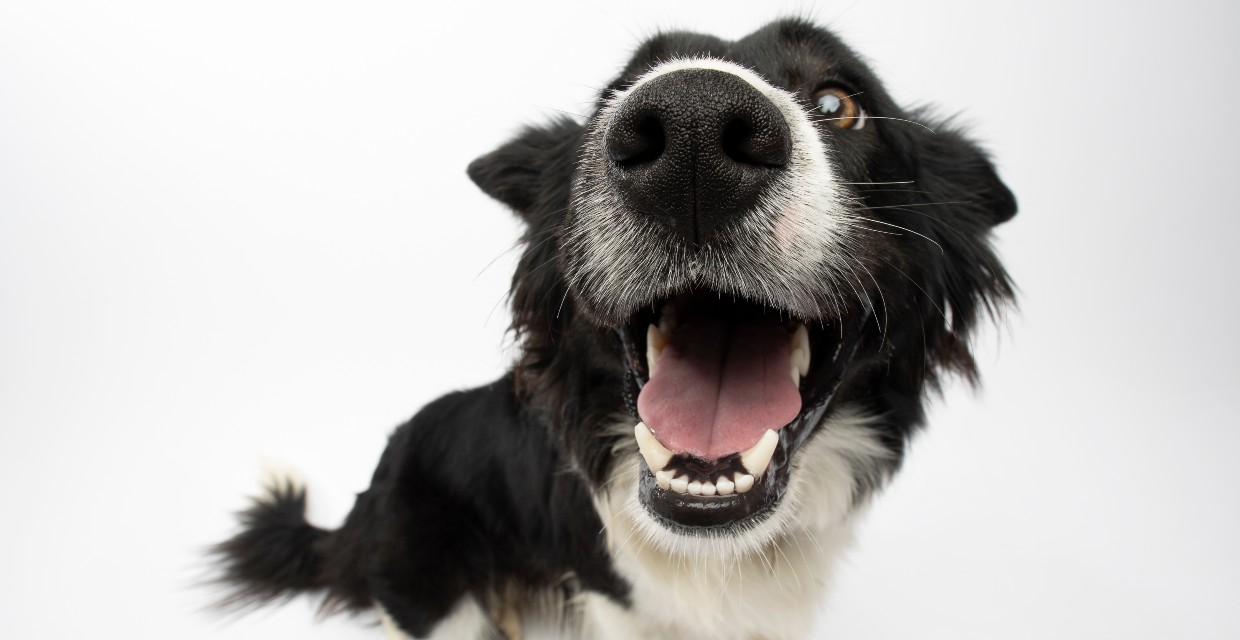 Bad Dog Breath and How to Fix It