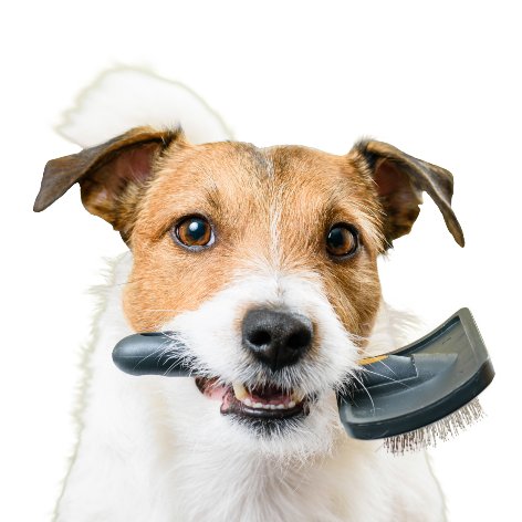 Puppy Health Checklist - 12 Months