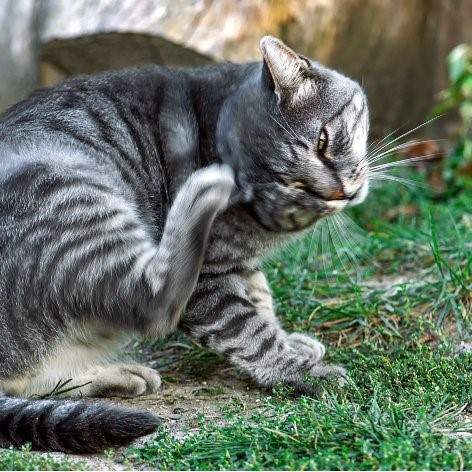 Signs your Cat has a Parasite