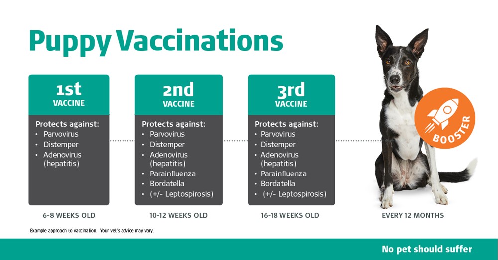 ari puppy vaccinations fb post