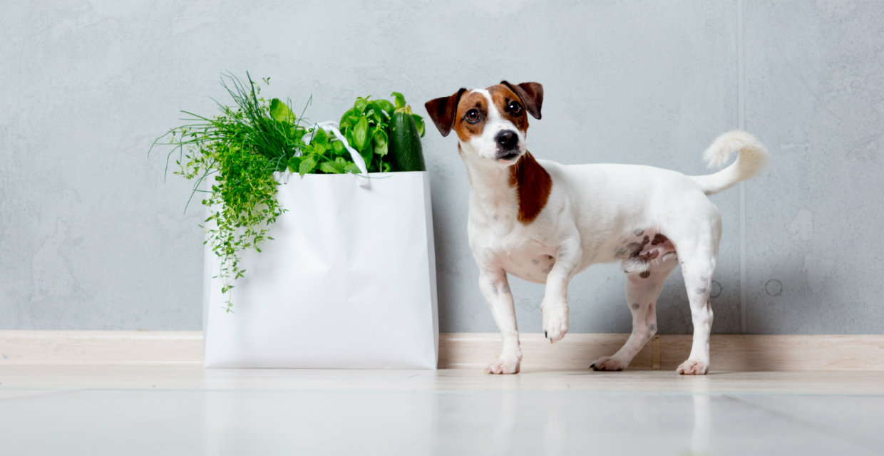 Toxic Items in the Home