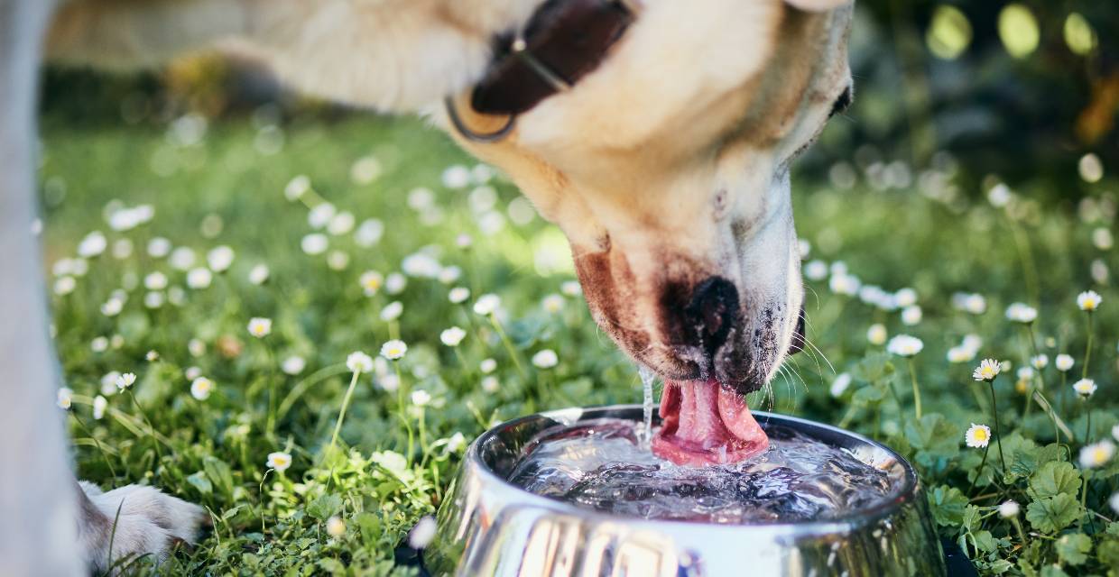 10 Tips to Keep Dogs Cool in Summer