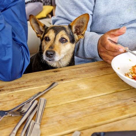 How To Stop a Puppy from Chewing