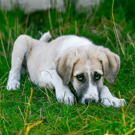 Symptoms of Worms in Dogs