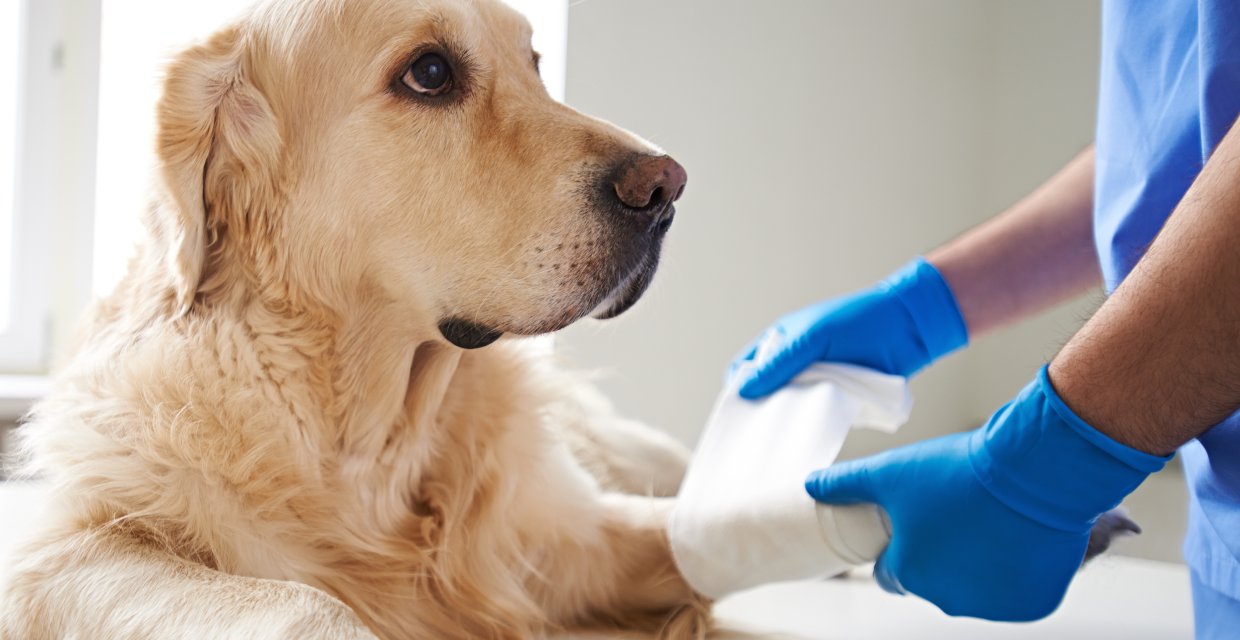 Pet Insurance for my Dogs