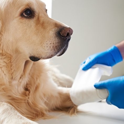 Senior Dog Diseases