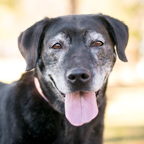 How to Look After an Older Dog