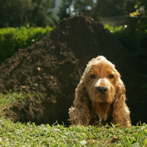 Signs your Dog has a Parasite