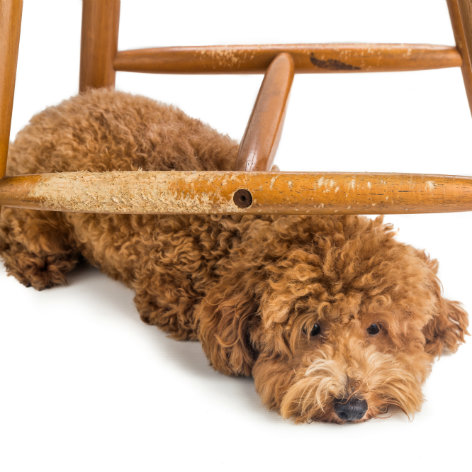 Puppy Health Checklist - 12 Months