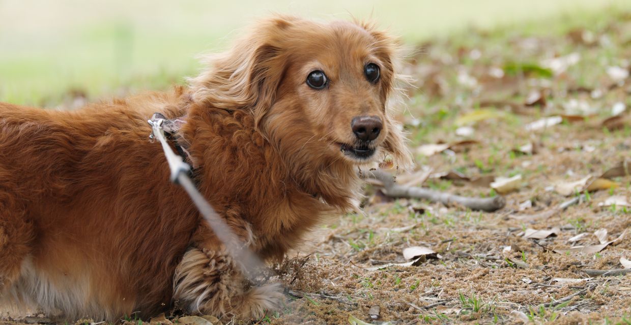 Senior Dog Diseases