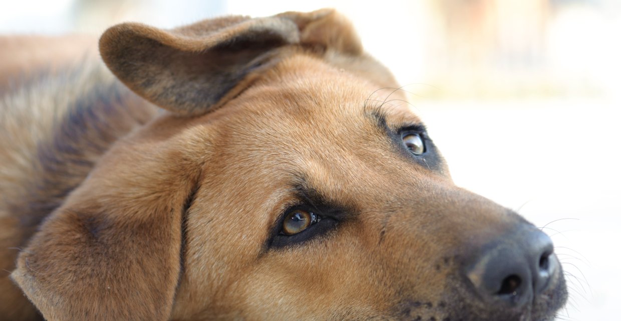 Ear Canker in Dogs
