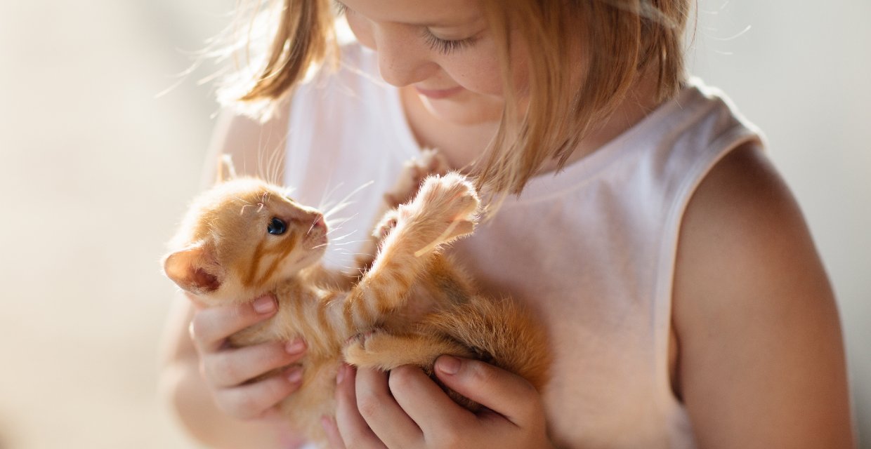 How to Look after a new Kitten