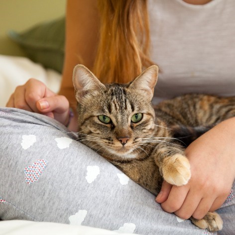 How Cats Benefit my Mental Health