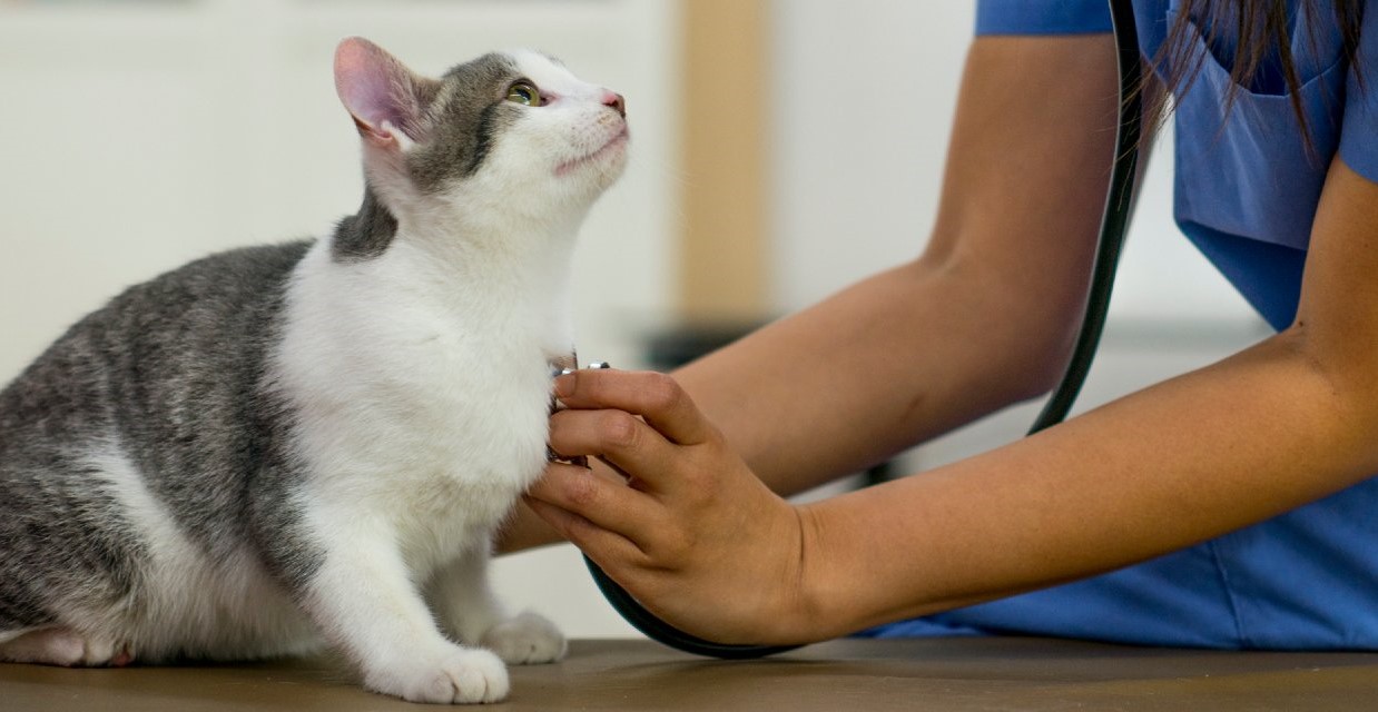 When to Take your Cat to the Vet