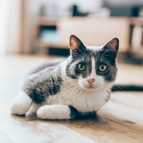 Pet Insurance for my Cats