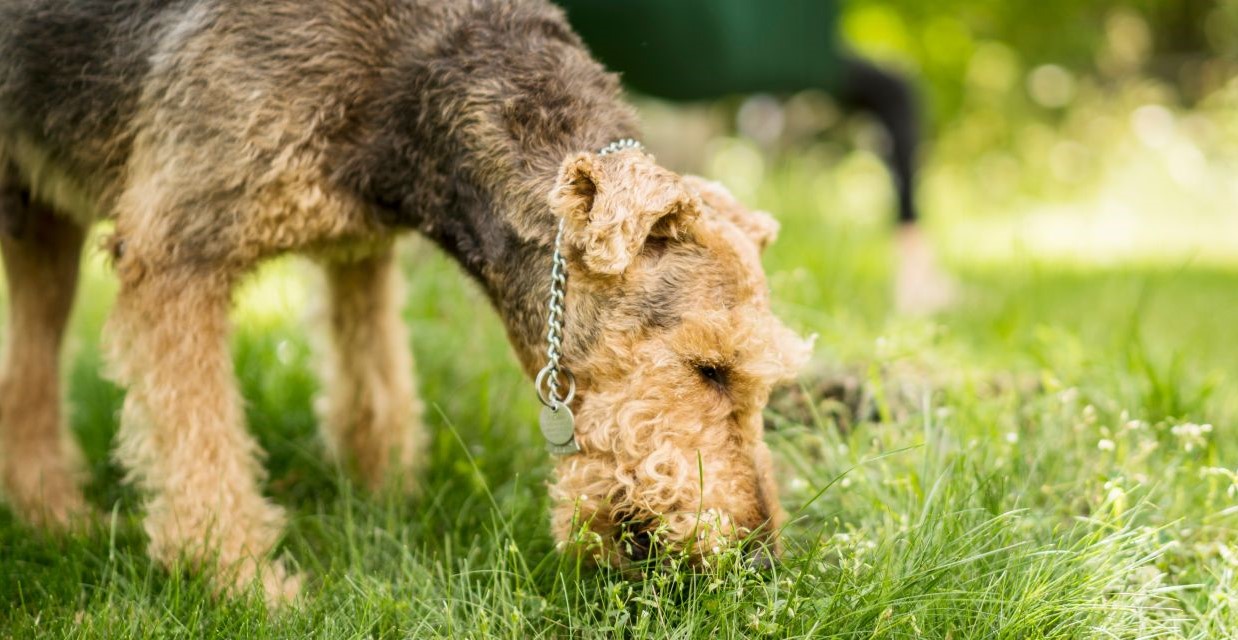 Why do Dogs eat Grass?