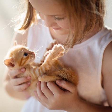 Urinary Tract Infection in Cats