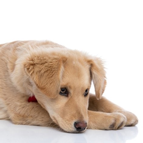 Symptoms of Worms in Dogs