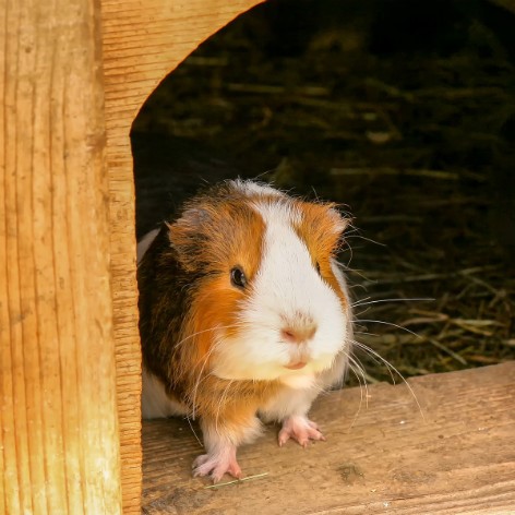 Guinea Pig House - What to Consider