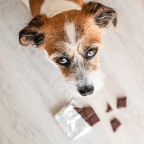 Dogs and Chocolate