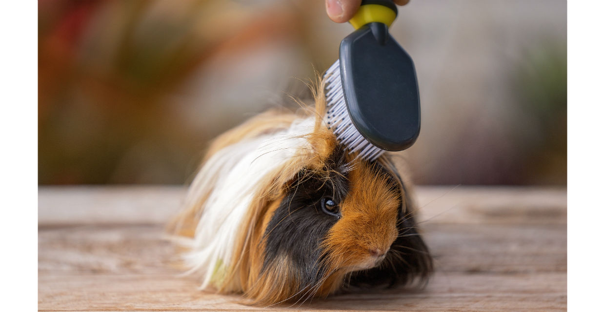 Guinea Pig Grooming