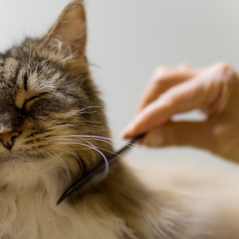 Microchipping your Kitten or Cat
