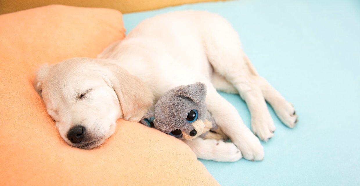 Training your Puppy to Sleep