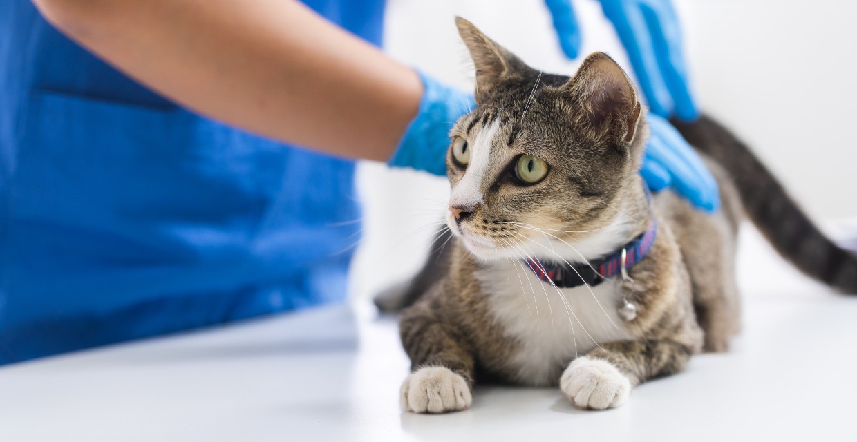 Urinary Tract Infection in Cats