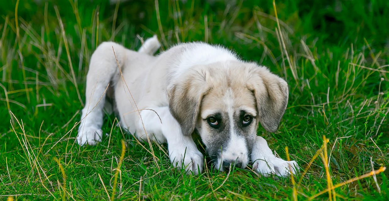 Symptoms Of Worms In Dogs
