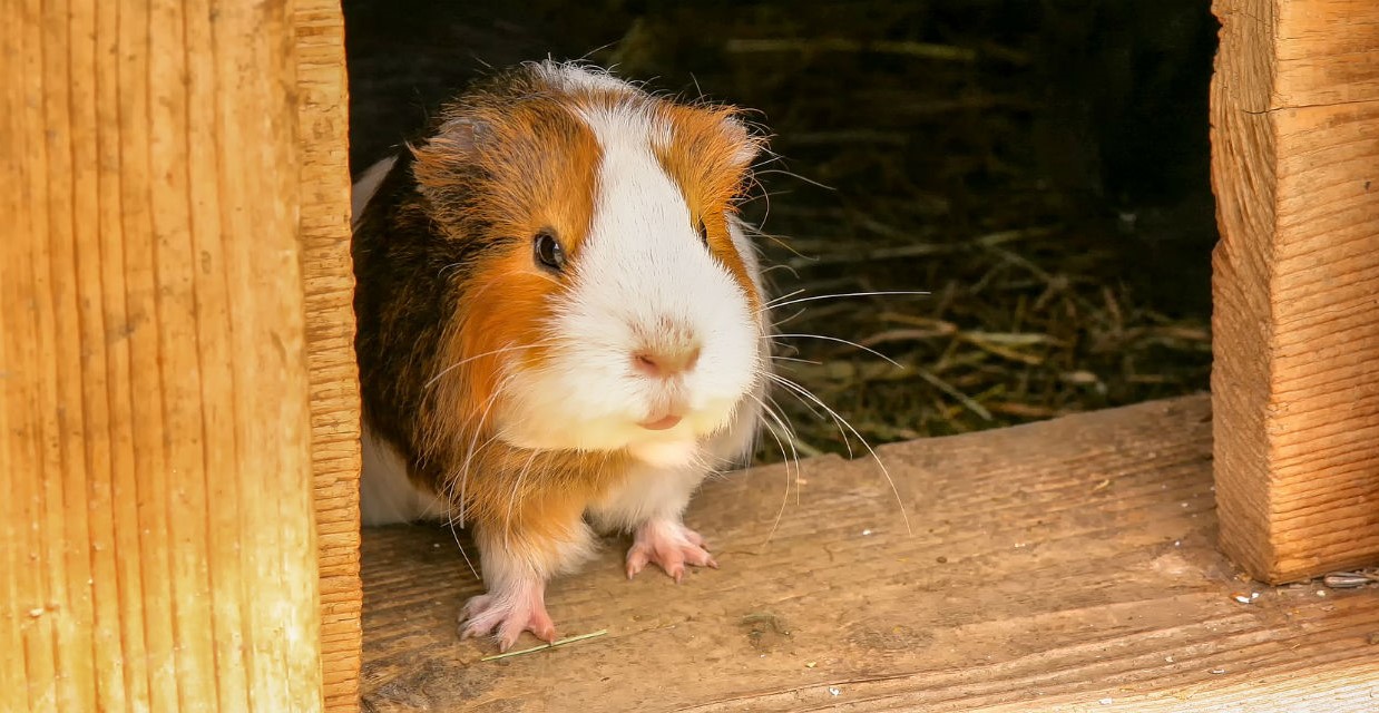 Guinea Pig House - What to Consider